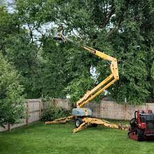 Best Palm Tree Trimming  in West Dundee, IL